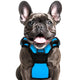 PL S Blue Dog Harness