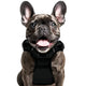PL XL Black Dog Harness