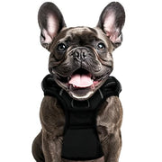 PL S Black Dog Harness