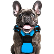 PL L Blue Dog Harness